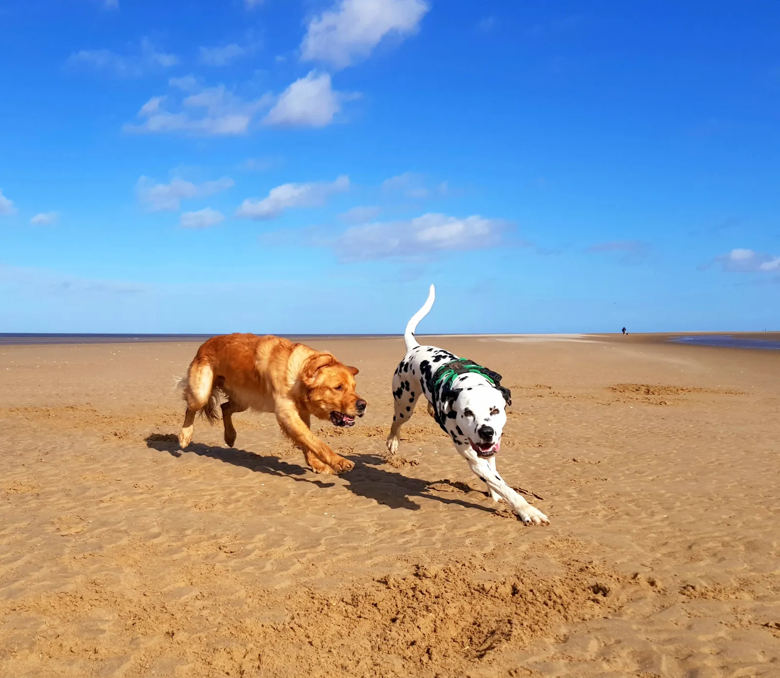 Puddle the dalmatian and Mungo running together on a wide sandy beach under a blue sky
